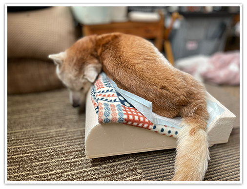 自力で回れるぜい 自力で回れるぜい